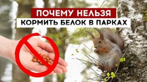 Почему нельзя кормить белок в парках