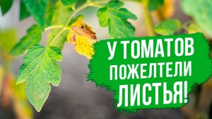 Желтеют нижние листья томатов - ЧТО ДЕЛАТЬ?
