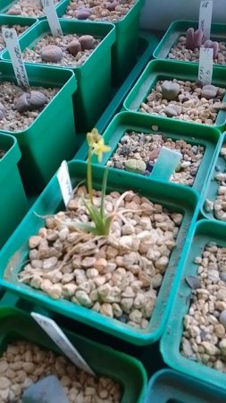 Бульбина Bulbine vittatifolia #суккуленты