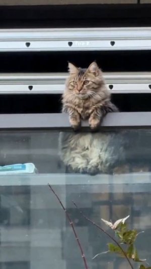 Кайфуша #прикол #прикольно #смех #смешно #котик #котики #коты