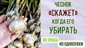 Чеснок сам скажет когда его убирать! Чеснок из однозубки и зубков - в чём разница?