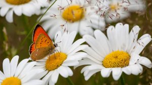 Поздравление с днем семьи любви и верности 🌼 НОВИНКА