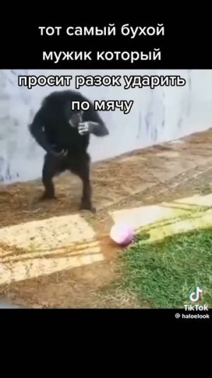 Приколы с животными и не только