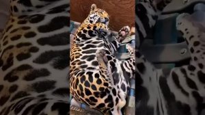 Видео от Мемный мем