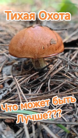 Тихая охота собрали грибы в июле