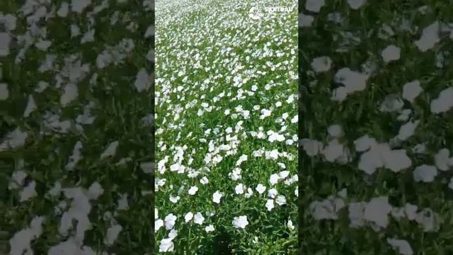 Компания SAATBAU расширяет географию посевов масличного льна АБАКУС в Брянской области.