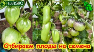 ИЗ ЭТИХ ТОМАТОВ САМЫЕ ЛУЧШИЕ СЕМЕНА! Правила сбора своих семян. Правильно выбрать плоды на семена.