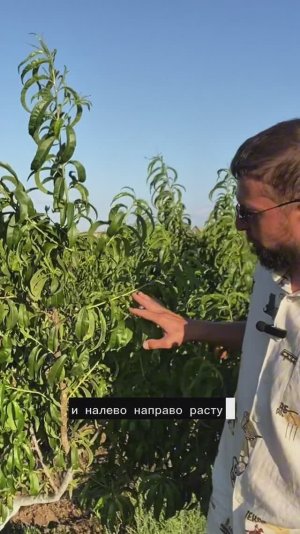 Летняя обрезка для увеличения урожая