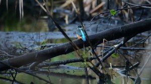 Зимородок с уловом на Истринском водохранилище