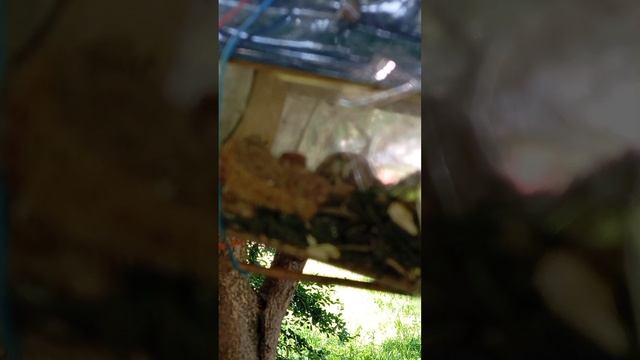 07.07.25. утром положила корм в ближние кормушки для белочек и воробьёв