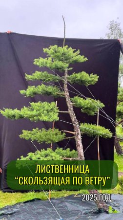 Лиственница "Скользящая по ветру" 2025 год #ниваки