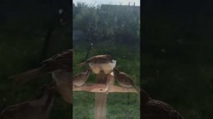 ПТИЦЫ. Утренний ажиотаж на кормушке онлайн!!!