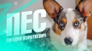 Песня «Пёс» Евгения Короткевич