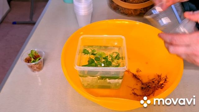 КОМНАТНЫЕ РАСТЕНИЯ(ЦВЕТЫ).ПРИШЛИ КЛОНЫ.
