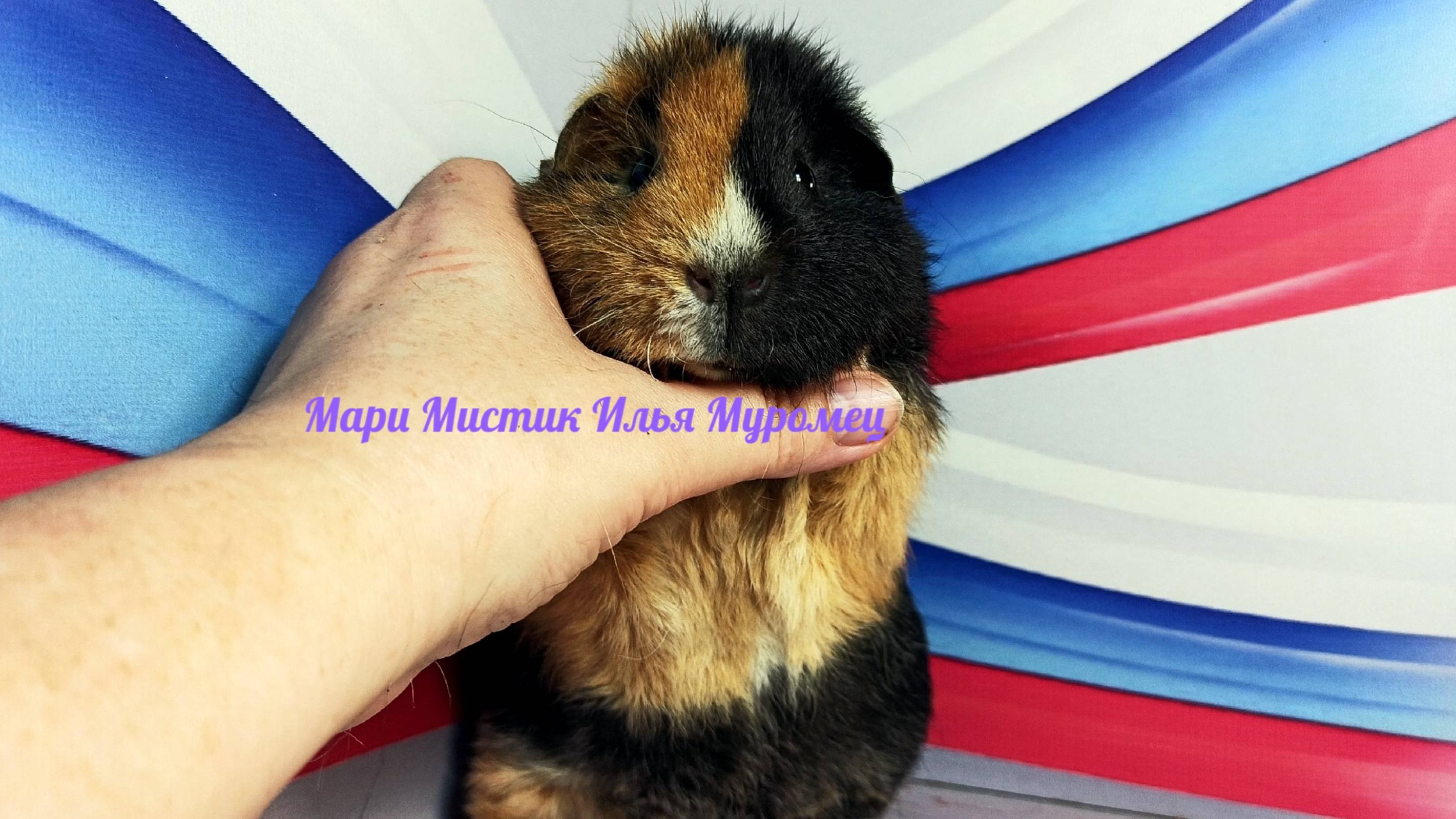 #НЕ_продаю Мари Мистик Илья Муромец сын Валенсии и Марселя #американскийтедди