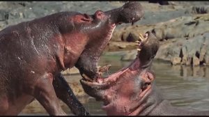 Лучший "билд" для доминации на  водопое! Tier Zoo