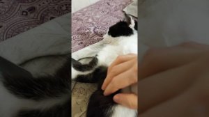 смешная озвучка кота