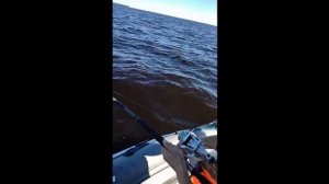 Ловля прошлогоднего сома на 38кг