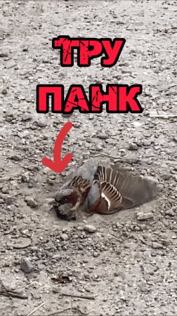 Воробушек-ПАНК 🤘