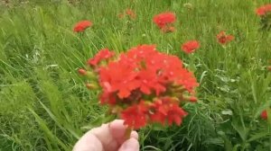 А лето цвета неба, огромное красивое