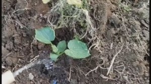 Сажаем огурцы(смешное видео)