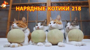 Нарядные Котики расслабляются на солнышке 🌞 🐈🐈🐈 (218)