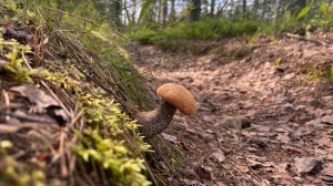 Сменил 4 места. Эти противопожарные рвы, сделали своё дело. Первые грибы сезона 2025.