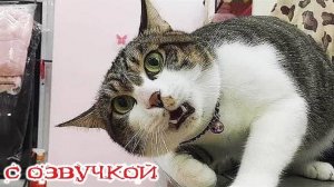 Приколы с котами! -С ОЗВУЧКОЙ! Самые смешные животные! Смешные коты! ДО СЛЕЗ!