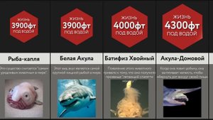 Сравнение_ Глубоководные Существа
