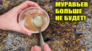 МУРАВЬИ! У ВАС ИХ БОЛЬШЕ НЕ БУДЕТ!