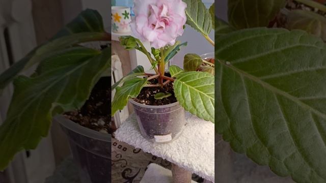 Мои любимые цветочки ☺😍глоксинии