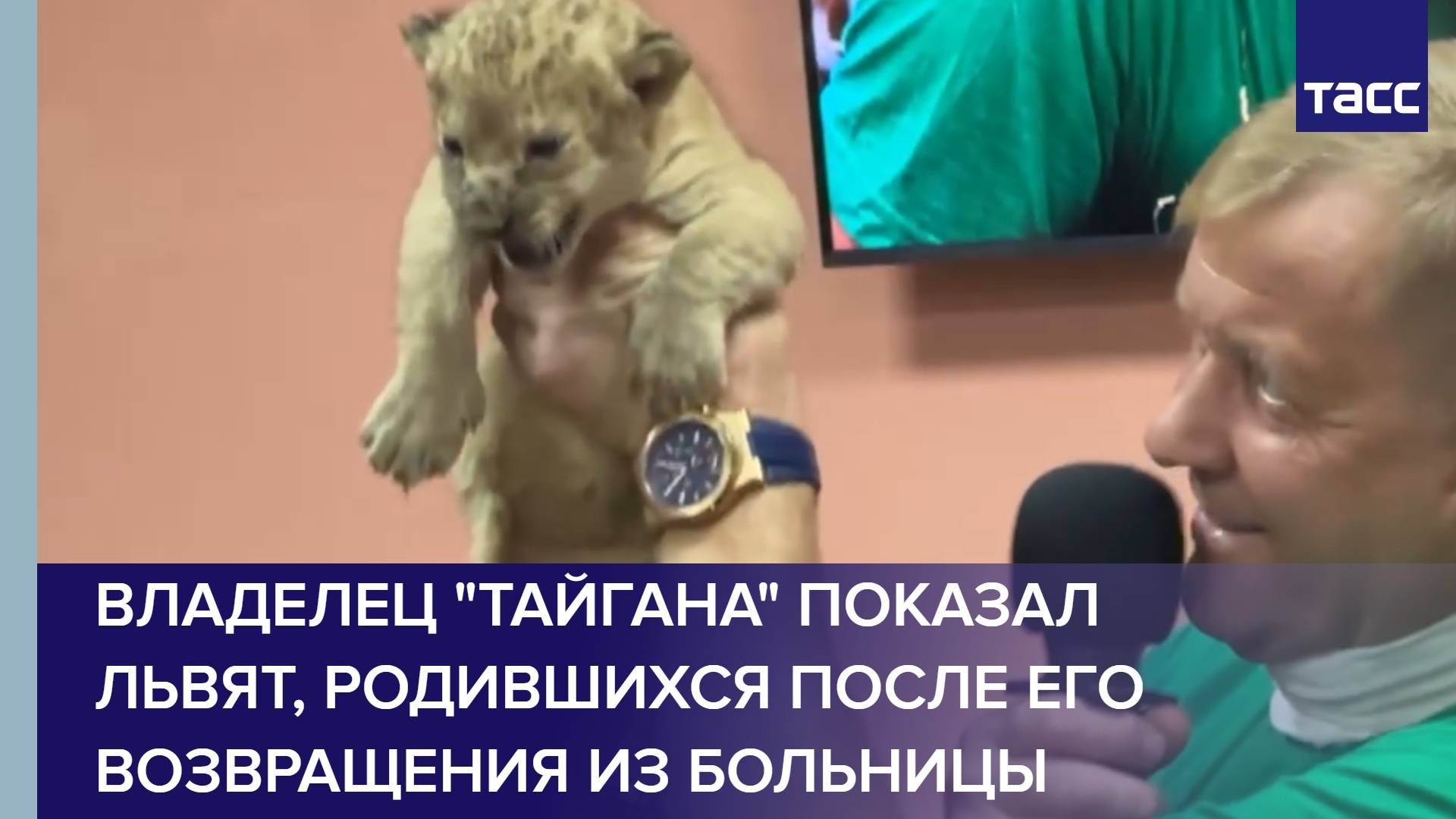 Владелец "Тайгана" показал львят, родившихся после его возвращения из больницы