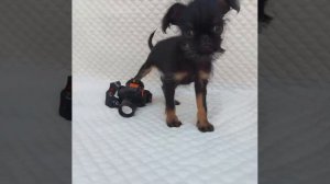 щенки мои любимые