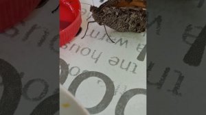 Как Бабочка присела за стол🥰