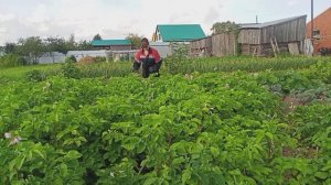 Опрыскала картошку. Немного нежнятины вам .....