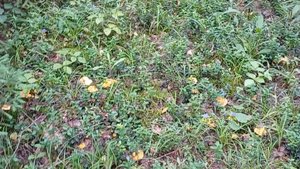 Лисички 2025(начало) и покупка мопеда Альфа