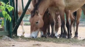 🐴 Лошади Пржевальского в зоопарке – одни из  любимых.