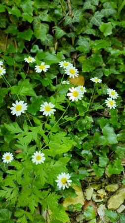 какие-то цветы в горах Геленджика #поход #природа