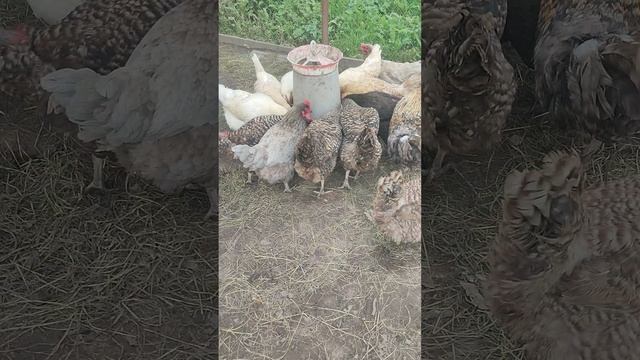 Рыжий кот Фокс🐱 подцепил клеща. Вечером на хозяйстве собираю яйца🥚
