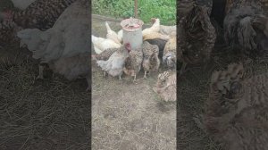 Рыжий кот Фокс🐱 подцепил клеща. Вечером на хозяйстве собираю яйца🥚