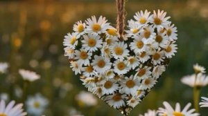 День семьи любви и верности 8 июля 🌼 НОВИНКА