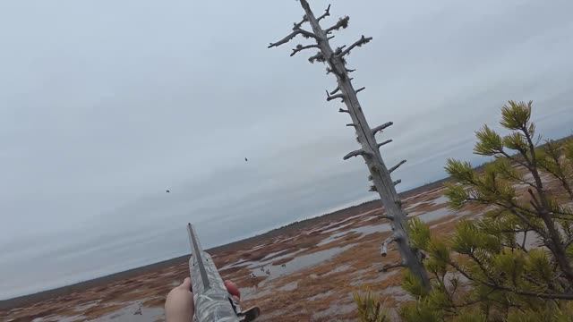 Охотимся на гуся в болоте. Добыли гусей пришла удача смотреть онлайн