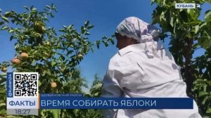 Яблоки сорта Женева начали убирать в Краснодарском крае