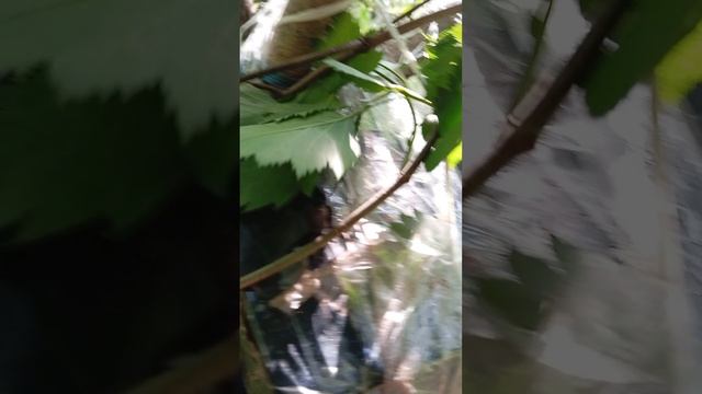 07.07.25. утром после работы принесла корм в дальнюю кормушку для белочек и лесопарковых птиц
