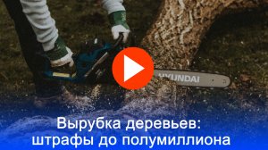 Срубили дерево на своём участке? Штраф до 5 тысяч — всё из-за этих 3 правил
