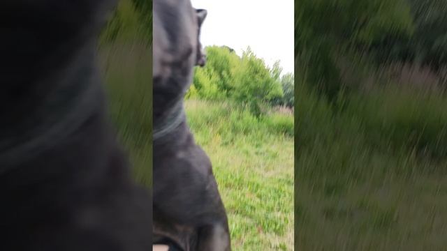 rutube.ru