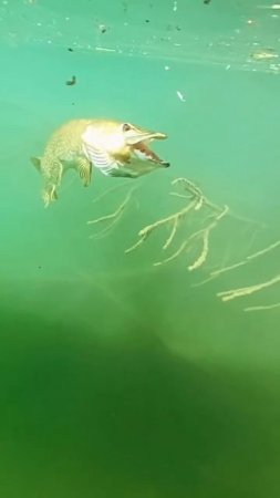 Поклевка щуки 🎣