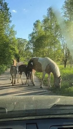 Табун кобыл с жеребятами убежали с конюшни
