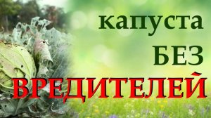 Главные вредители капусты. Узнаем, как бороться с вредителями капусты народными способами