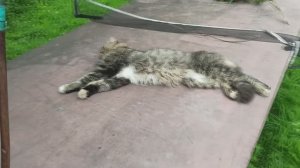 Самое важное правило в борьбе с дроздами на даче.